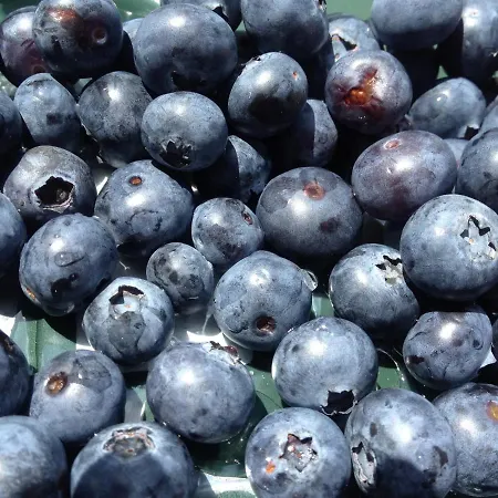 Blackcoms Erika - Adults Only Hotel